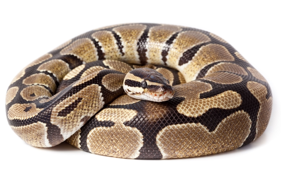 ボールパイソン(Ball python)|爬虫類図鑑