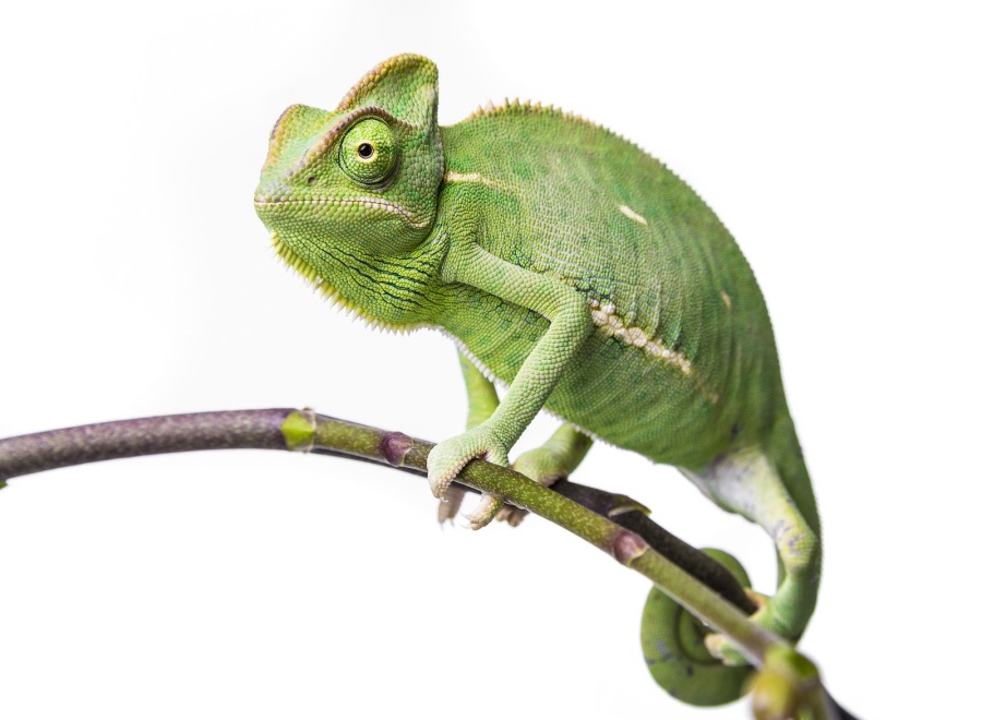 エボシカメレオン                        	Veiled chameleon