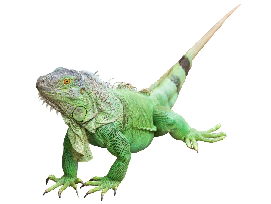 グリーンイグアナ                        	Green iguana