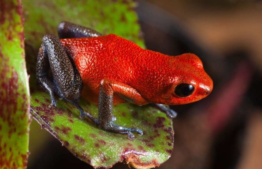 イチゴヤドクガエル                        	Strawberrry Poison-dart Frog
